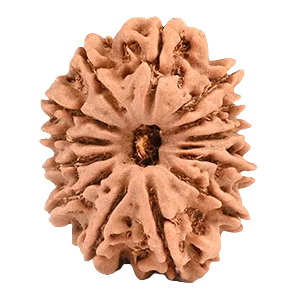 Thirteen Mukhi Rudraksha