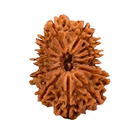 Thirteen Mukhi Rudraksha