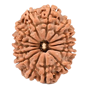 Fourteen Mukhi Rudraksha