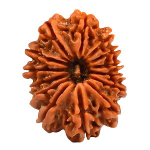 Fourteen Mukhi Rudraksha