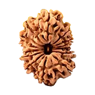 Fourteen Mukhi Rudraksha