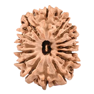 Fifteen Mukhi Rudraksha