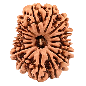 Fifteen Mukhi Rudraksha