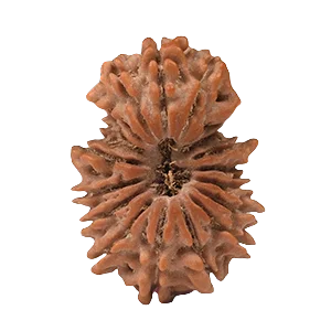 Eighteen Mukhi Rudraksha