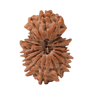 Eighteen Mukhi Rudraksha