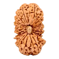 Eighteen Mukhi Rudraksha