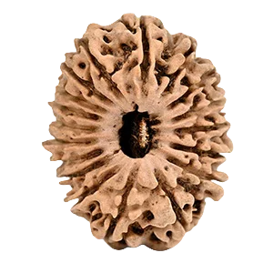 Eighteen Mukhi Rudraksha