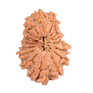 Nineteen Mukhi Rudraksha