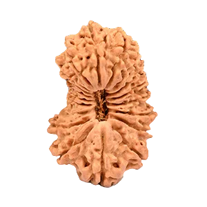 Nineteen Mukhi Rudraksha