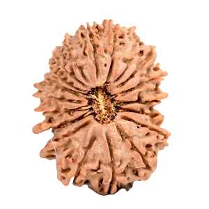 Nineteen Mukhi Rudraksha