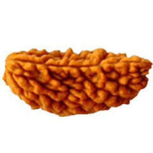 1 Mukhi Nepali Rudraksha