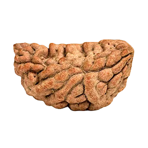 One Mukhi Rudraksha