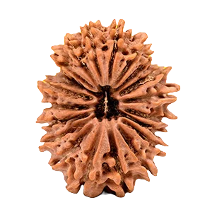 Twenty Mukhi Rudraksha