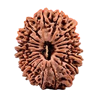 Twenty Mukhi Rudraksha