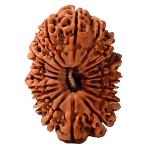 Twenty Mukhi Rudraksha