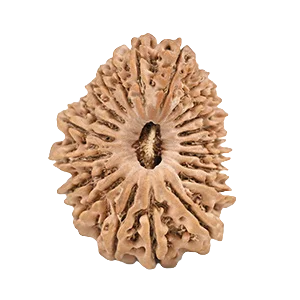 Twenty one Mukhi Rudraksha