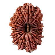 Twenty one Mukhi Rudraksha