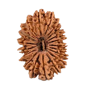 Twenty one Mukhi Rudraksha