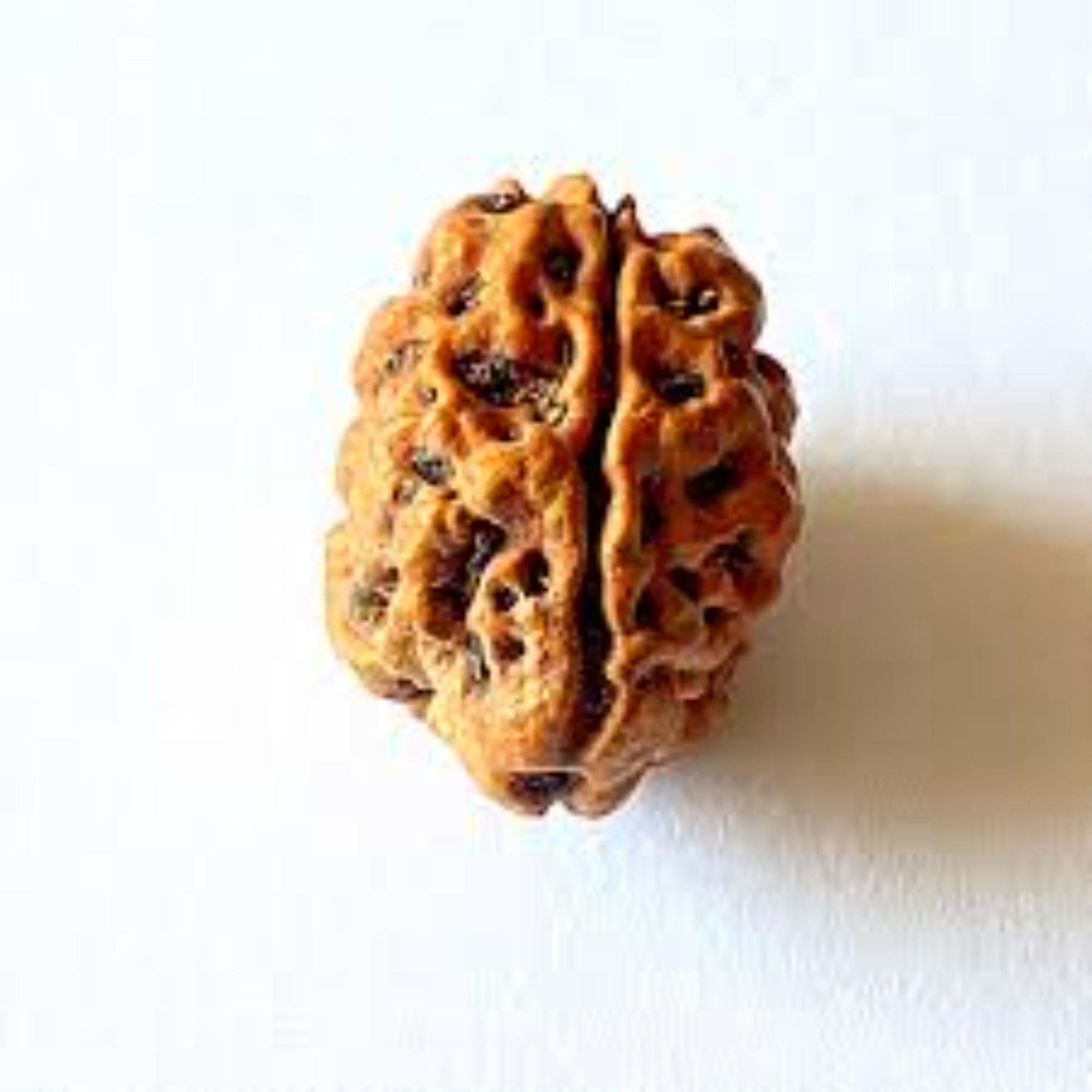 2 Mukhi Indian Rudraksha