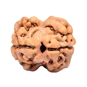 Two Mukhi Rudraksha