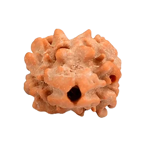 Two Mukhi Rudraksha