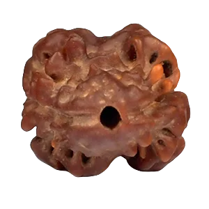 Two Mukhi Rudraksha