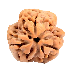 Three Mukhi Rudraksha