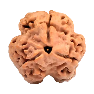 Three Mukhi Rudraksha