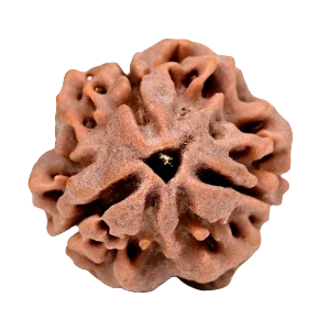 Three Mukhi Rudraksha