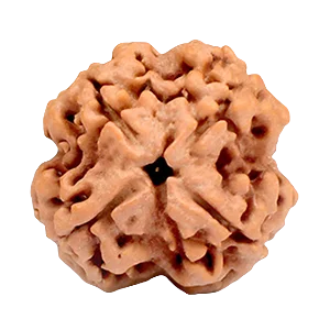 Four Mukhi Rudraksha