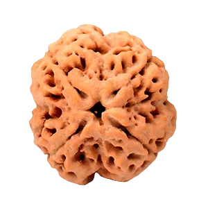 Four Mukhi Rudraksha