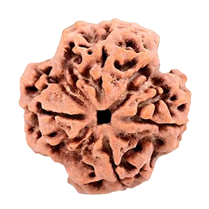 Four Mukhi Rudraksha