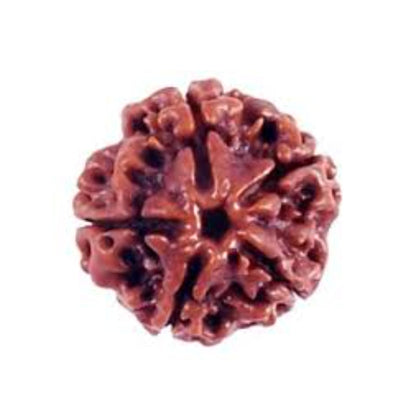 5 Mukhi Nepali Rudraksha