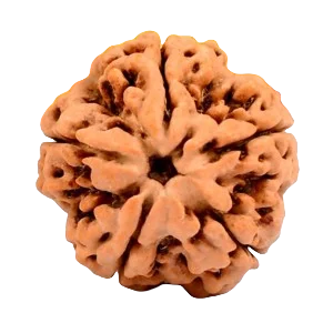 Five Mukhi Rudraksha