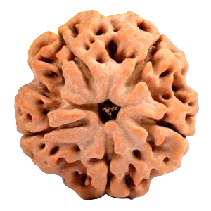 Five Mukhi Rudraksha