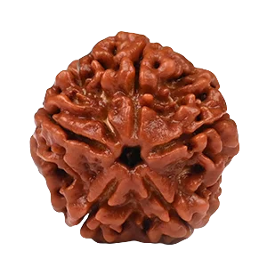 Five Mukhi Rudraksha