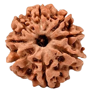 Eight Mukhi Rudraksha