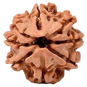 Eight Mukhi Rudraksha