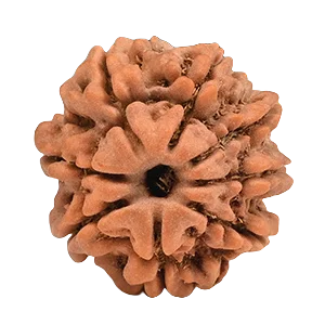 Eight Mukhi Rudraksha