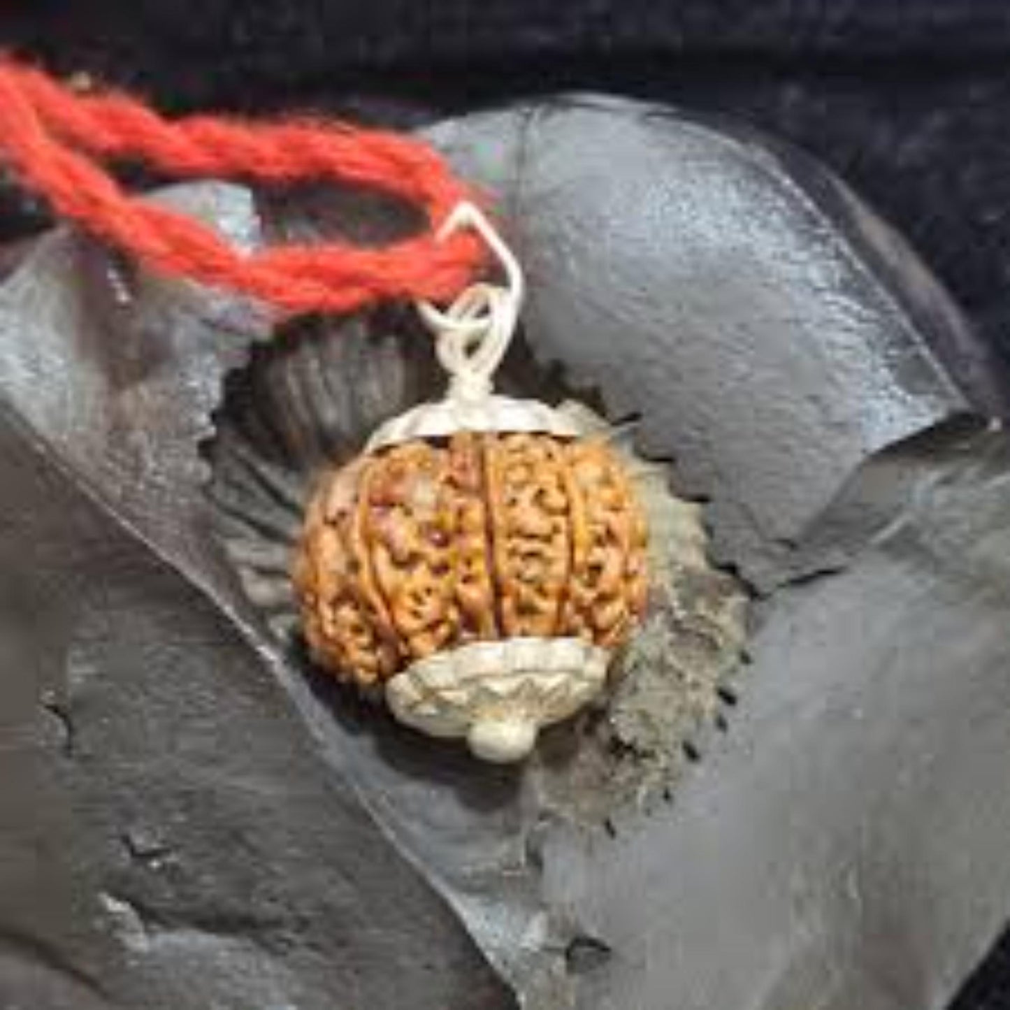 9 Mukhi Nepali Rudraksha