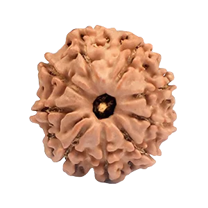 Nine Mukhi Rudraksha