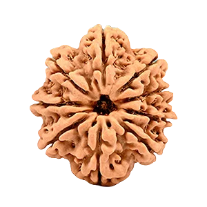 Nine Mukhi Rudraksha