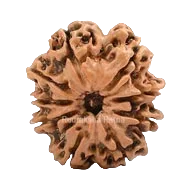 Nine Mukhi Rudraksha