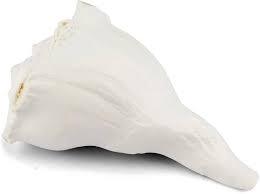 Dakshinavarti Shankh (Conch Shell) 14.9 Cm