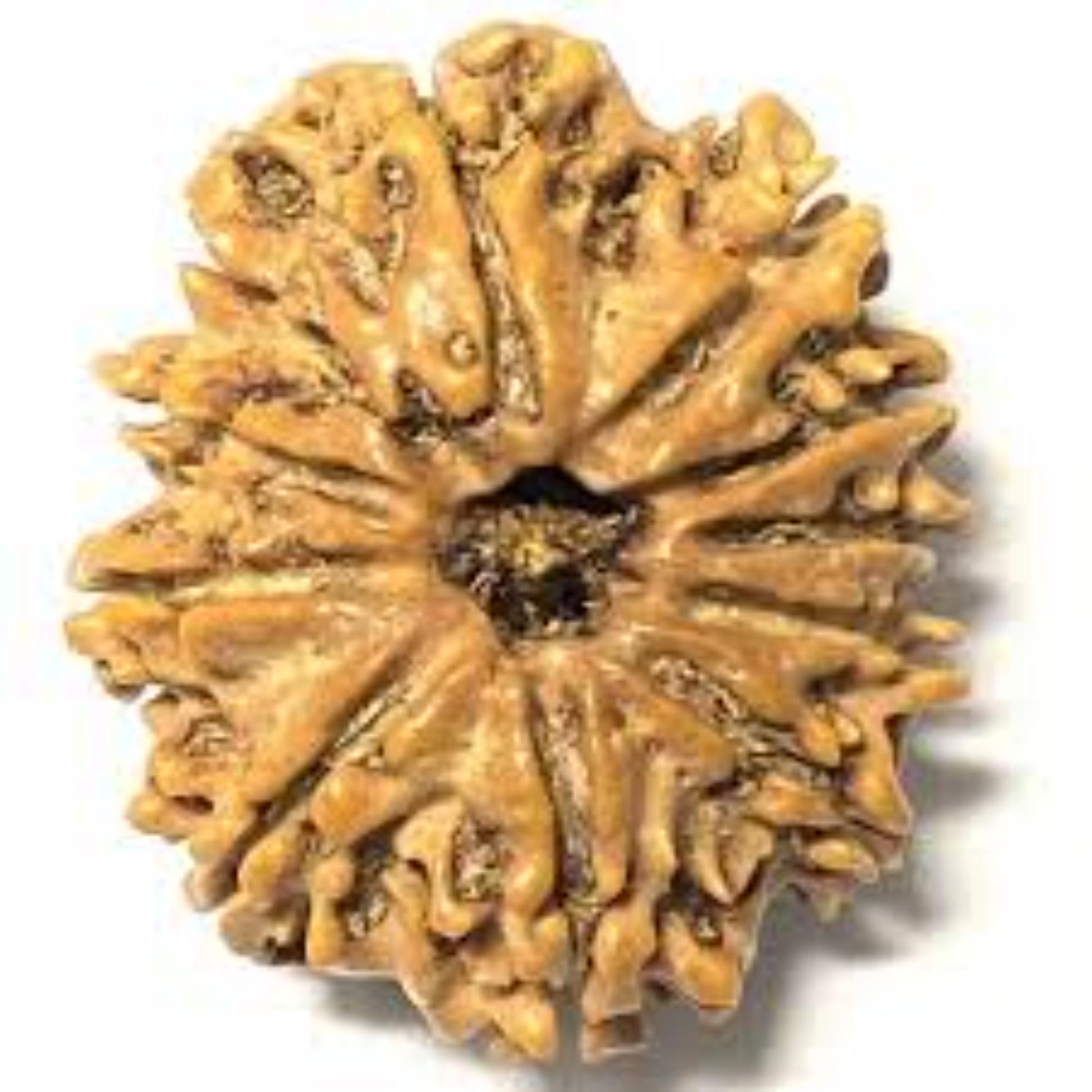 dusmukhi_nepali rudraksha