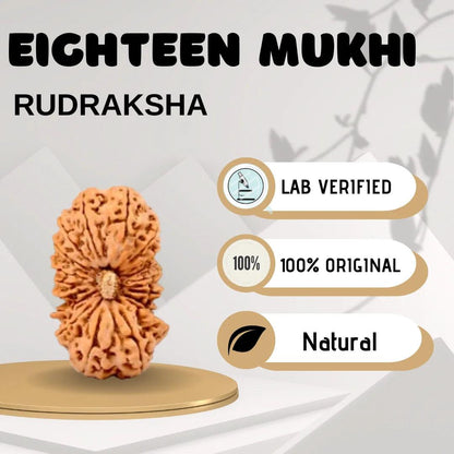 Eighteen Mukhi Rudraksha