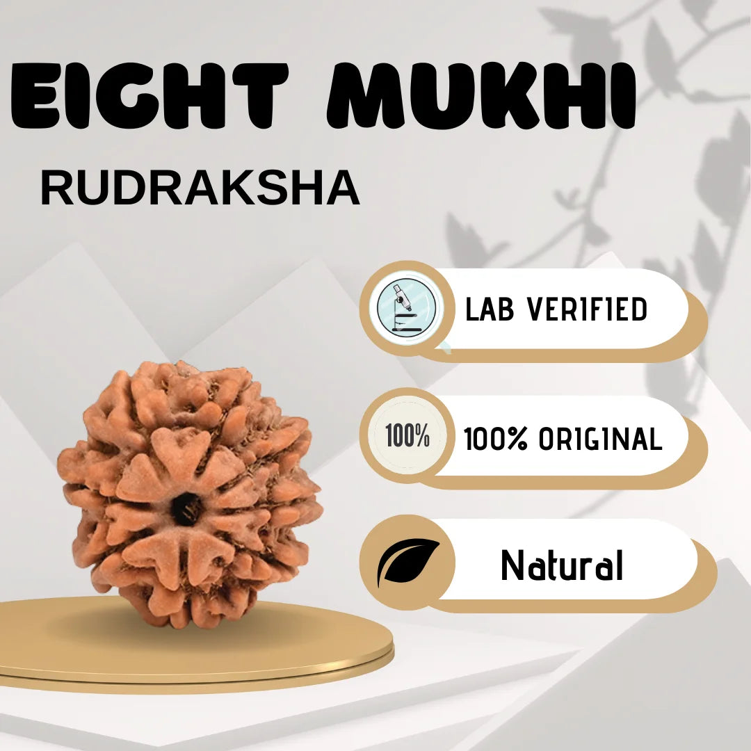 Eight Mukhi Rudraksha