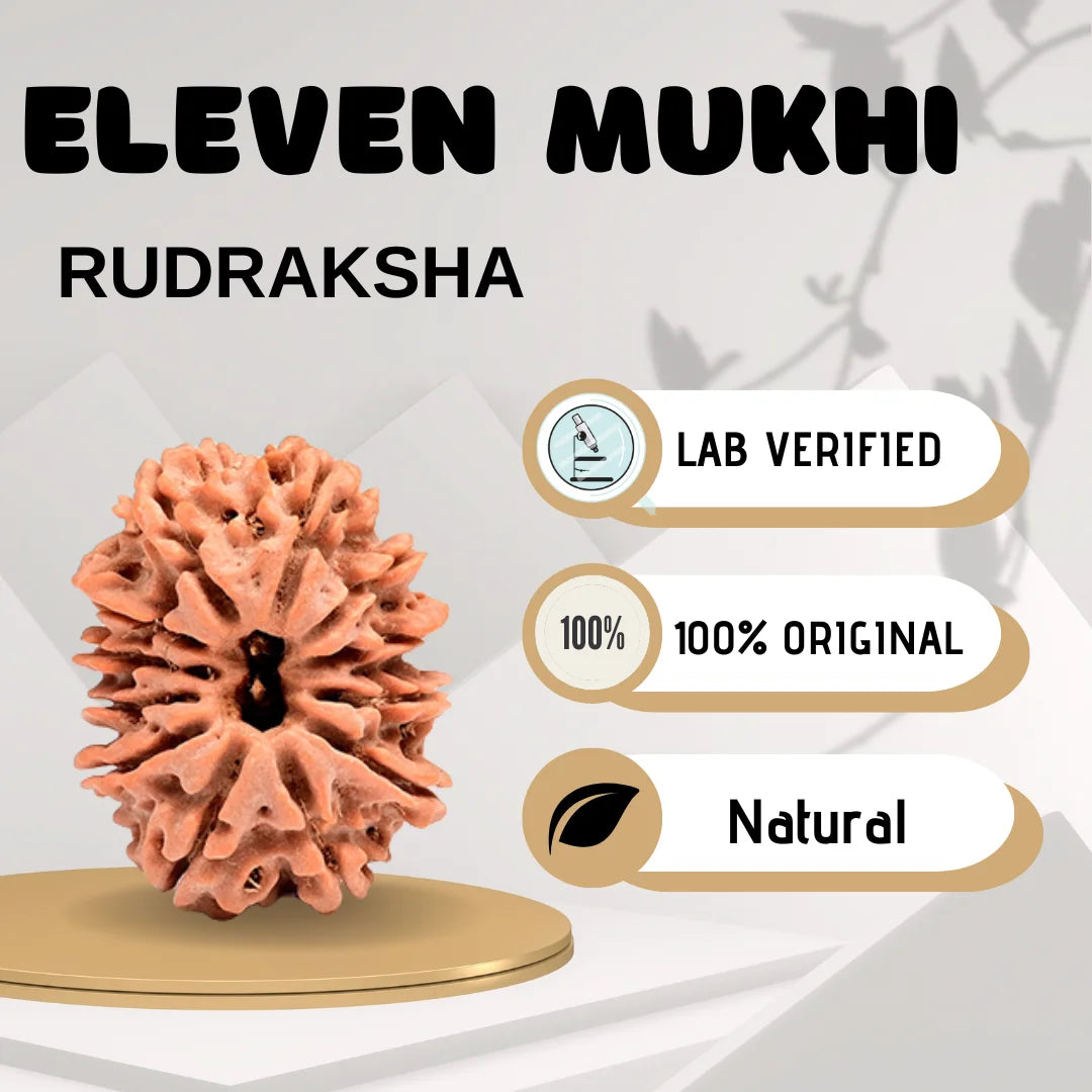 Eleven Mukhi Rudraksha