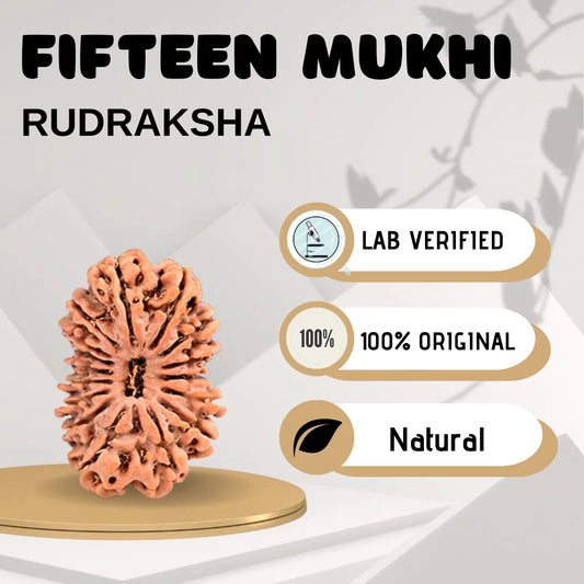 Fifteen Mukhi Rudraksha