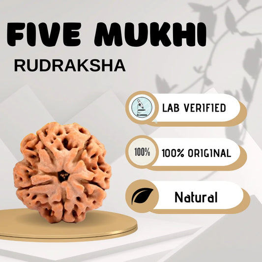 Five Mukhi Rudraksha